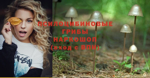 сатива Заводоуковск